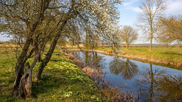 Lyveden's moat in the early spring sun. Nearby trees are begging to blossom as primroses flower below.